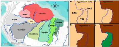 Comparative Phylogeography of Birds Across the Tocantins–Araguaia Interfluve Reveals a New Biogeographic Suture in the Amazon Far East